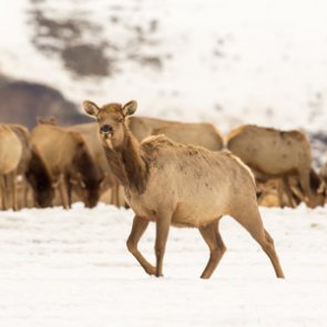 Groups sue to end Wyoming elk feeding program
