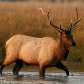 Supreme Court decision in favor of Native American elk hunter worries Wyoming