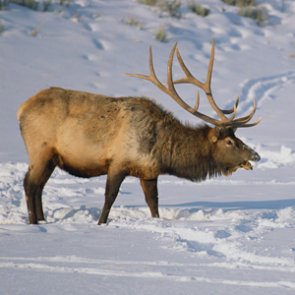 Wyoming orders mandatory CWD testing for late season elk