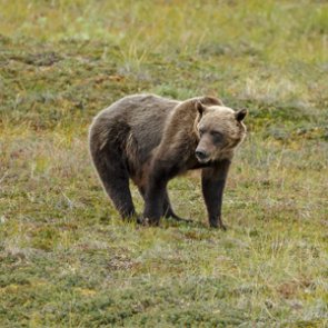 Groups file intent to sue over governmental plans to kill 72 grizzlies