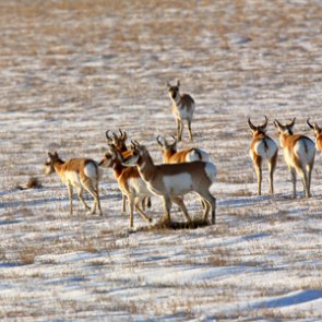 WY governor works to safeguard important migration corridors