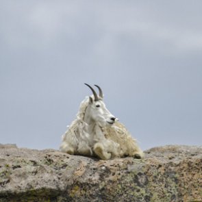 Mountain goat cull halted in Grand Teton