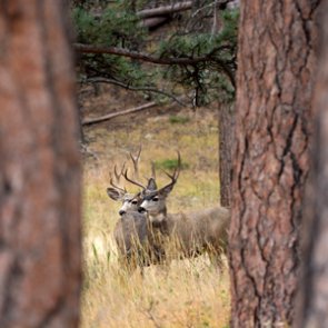 Habitat project helps Wyoming mule deer