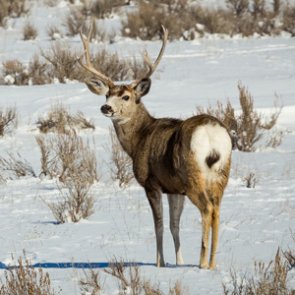 WGFD seeks comments on mule deer migration corridor