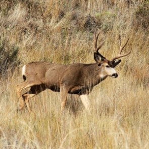 New study looks at how gas pads hinder food source