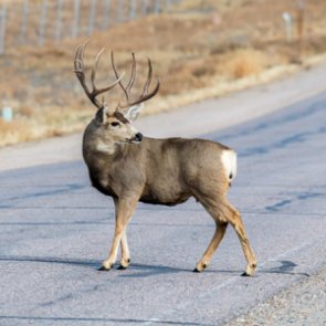 Wyoming roadkill bill passes state Senate