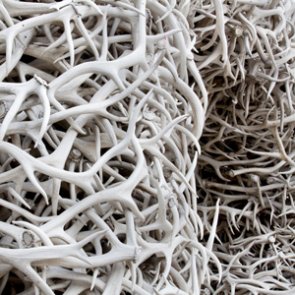 New Wyoming shed hunting regulations in effect
