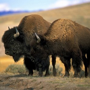 Environmental groups sue over capture of Yellowstone bison