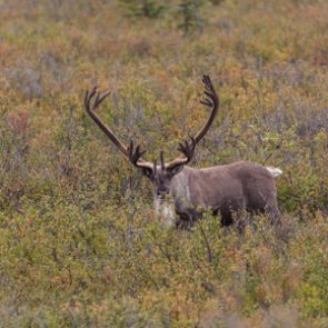 Scientists confirm deadly pathogen in Alaska moose and caribou