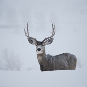Mule deer saved thanks to wildlife officer’s lassoing skills