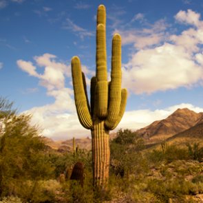 Arizona wildlife suffers from western drought