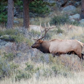 Arizona is sending 60 elk to West Virginia