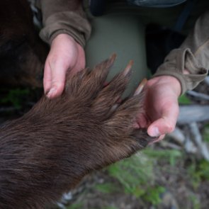 Being safe in bear country