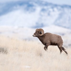 Bighorn skull and horn recovery legal in Montana