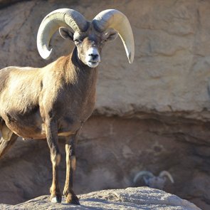 New Mexico bighorn tags at an all-time high