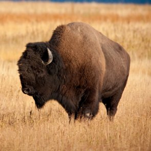 Grand Canyon National Park to hold bison reduction program