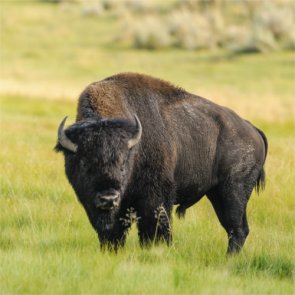 More opportunity to hunt Kaibab bison?