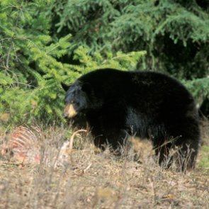 UDWR suggests adding more spot-and-stalk opportunities for black bear