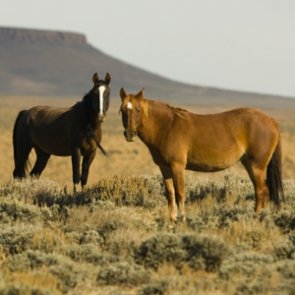 BLM seeks off-range pastures for wild horses