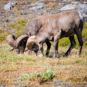 British Columbia under fire for increasing bighorn ram opportunity in one area