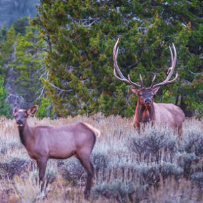 Healthy herd counts in Wyoming