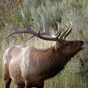 Elk season looks promising in Nevada
