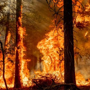 Pacific Southwest California National Forests are closed due to wildfires