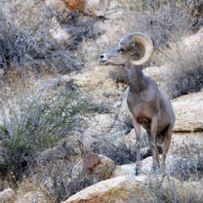 What's killing California's desert bighorn sheep?