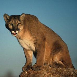New wildlife crossing will help California mountain lions