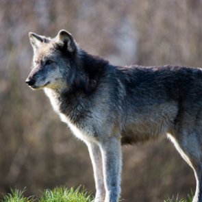 California wolves retain protections