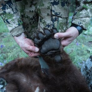 Over-the-counter spring black bear opportunities