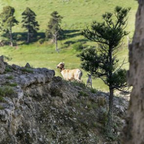 Nebraska biologists track bighorn sheep mortality in the Pine Ridge