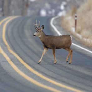 Wyoming to hold meeting to discuss wildlife-vehicle collisions