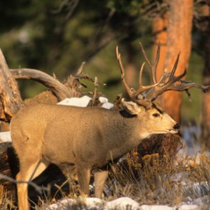 Some Colorado hunters will be required to turn in CWD sample