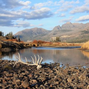 New restrictions for shed hunting in Colorado