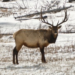 Colorado elk herds stable following Cameron Peak wildfire