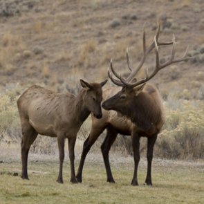 Colorado nabs Georgia man for hunting license fraud