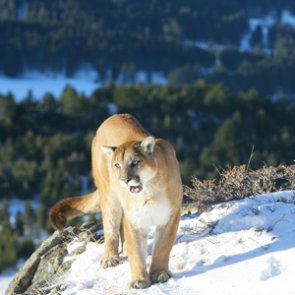 New lawsuit tries to shut down Colorado’s controversial predator management program
