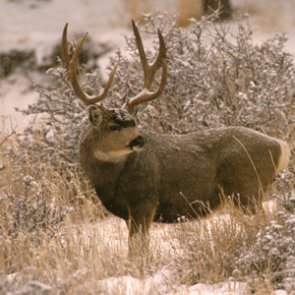 Colorado launches new two-year CWD study