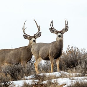 Colorado wants public input on big game management