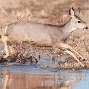 Repeat poacher loses hunting privileges for life