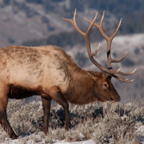 Colorado cracks down on illegal shed hunting