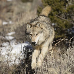 Could there be a wolf reintroduction initiative on the Colorado ballot?