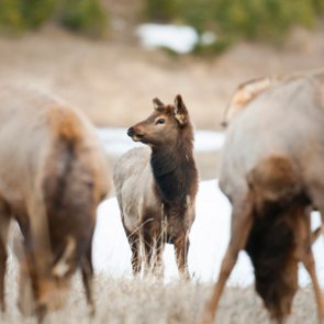New study finds cow elk learn to avoid hunters