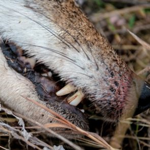 Five reasons you should be coyote hunting