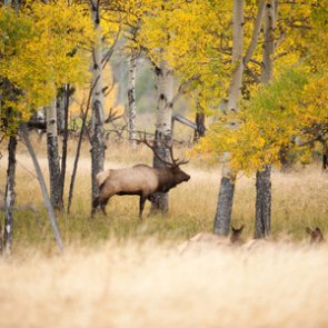 CWD confirmed in Colorado elk, deer and moose
