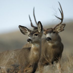 WGFD seeks lymph node samples from deer and elk this fall
