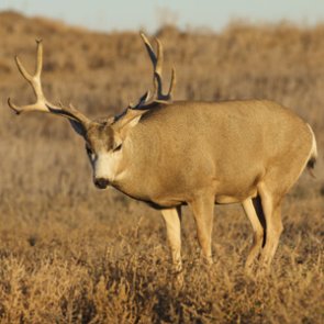 Montana FWP Collects CWD Test Samples During Opening Weekend