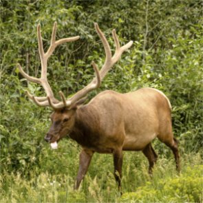 Elk rebound in Yellowstone