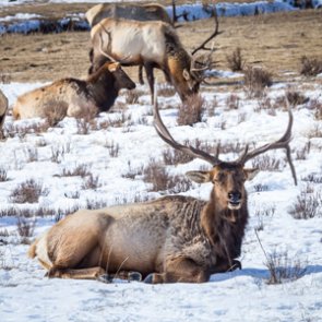 B&C says stopping “human-assisted” deer, elk movements will stop spread of CWD